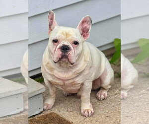 French Bulldog Dogs for adoption in Millsboro, DE, USA