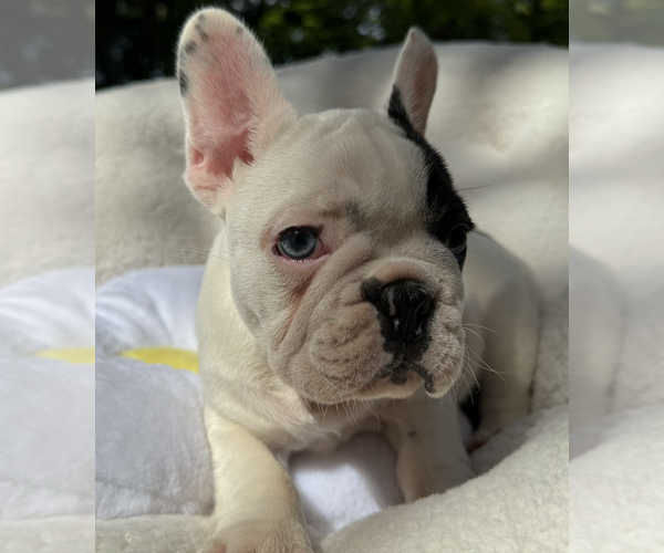 Medium Photo #9 French Bulldog Puppy For Sale in RENTON, WA, USA