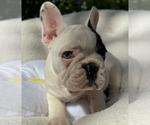 Small #8 French Bulldog