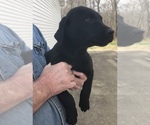 Small Photo #3 Labrador Retriever Puppy For Sale in GLASGOW, KY, USA
