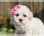 Small #3 Cocker Spaniel-Poodle (Miniature) Mix
