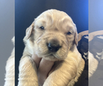 Puppy Blue Golden Retriever