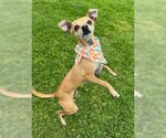 Small #3 Chihuahua Mix