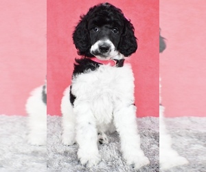 Poodle (Standard) Puppy for sale in LOWELL, MA, USA