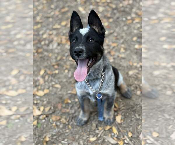 Medium Photo #3 Mutt Puppy For Sale in Paso Robles, CA, USA