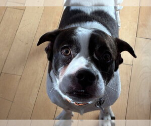 Travis - Male French Bulldog-Unknown Mix Dog for Adoption - Photo #7