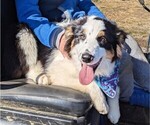 Small #4 Australian Shepherd