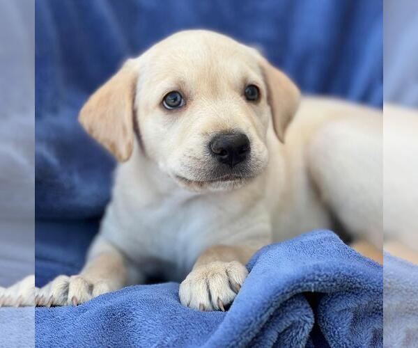 Medium Photo #2 Labrador Retriever-Unknown Mix Puppy For Sale in San Diego, CA, USA