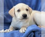 Small #1 Labrador Retriever Mix