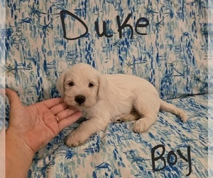Chizer Puppy for Sale in MONTEZUMA, Georgia USA