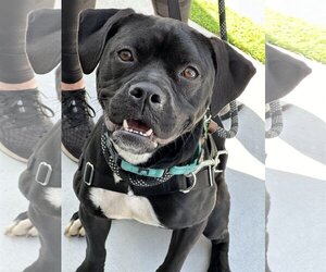 Boxer-Unknown Mix Dogs for adoption in Pompano Beach , FL, USA