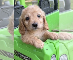 Dachshund Puppy for sale in NACOGDOCHES, TX, USA