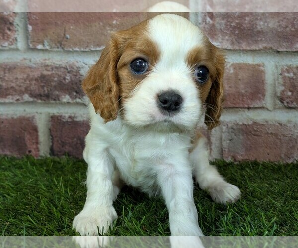 Medium Photo #1 Cavalier King Charles Spaniel Puppy For Sale in MOBERLY, MO, USA