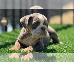 English Bulldog Puppy for sale in NEW YORK, NY, USA