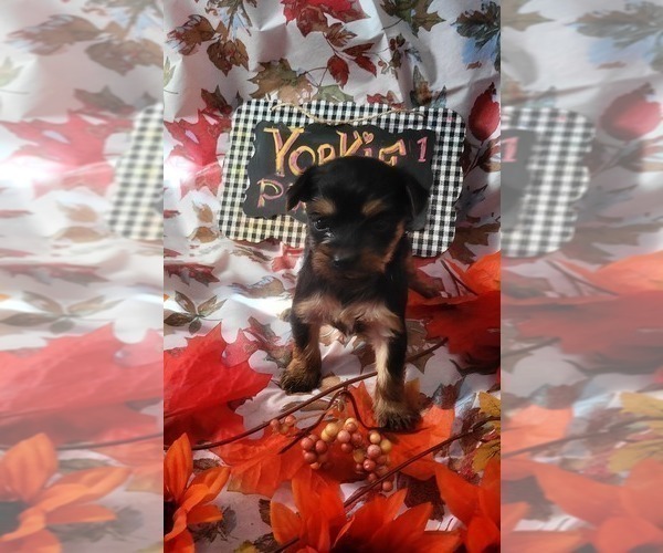 Medium Photo #107 Yorkshire Terrier Puppy For Sale in AKRON, OH, USA