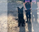 Small German Shepherd Dog