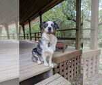 Small #4 Australian Shepherd