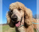 Small #2 Poodle (Standard)