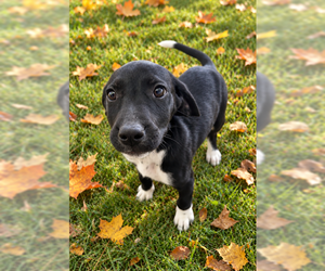 Louise - Female Mutt Dog for Adoption - Photo #3