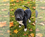 Small Photo #3 Mutt Puppy For Sale in MIDWAY, UT, USA