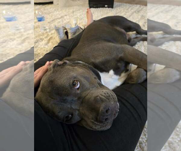 Medium Photo #3 Mutt Puppy For Sale in Chandler, AZ, USA