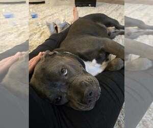 CRUMPET - Male Mutt Dog for Adoption - Photo #3