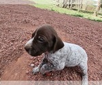 Small Photo #51 German Shorthaired Pointer Puppy For Sale in EVANSVILLE, WY, USA