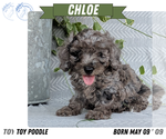 Small Photo #48 Poodle (Toy) Puppy For Sale in GOSHEN, IN, USA