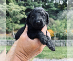 Small Photo #3 Goldendoodle Puppy For Sale in FERGUSON, NC, USA