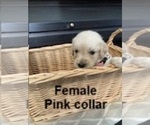 Image preview for Ad Listing. Nickname: F pink collar