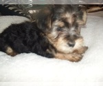 Small Photo #4 Poodle (Toy)-Yorkshire Terrier Mix Puppy For Sale in JACKSON, MS, USA