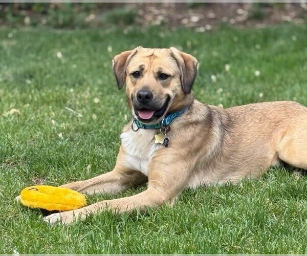 Medium Photo #7 Labrador Retriever-Unknown Mix Puppy For Sale in Tabernash, CO, USA