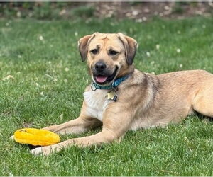 Mingo - Female Labrador Retriever-Unknown Mix Dog for Adoption - Photo #7
