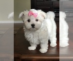 Small Photo #1 Maltese Puppy For Sale in JACKSONVILLE, FL, USA