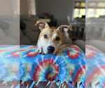 Small #14 Carolina Dog-Labrador Retriever Mix