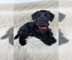 Small Photo #9 Schnauzer (Miniature) Puppy For Sale in HIGHLAND, CA, USA