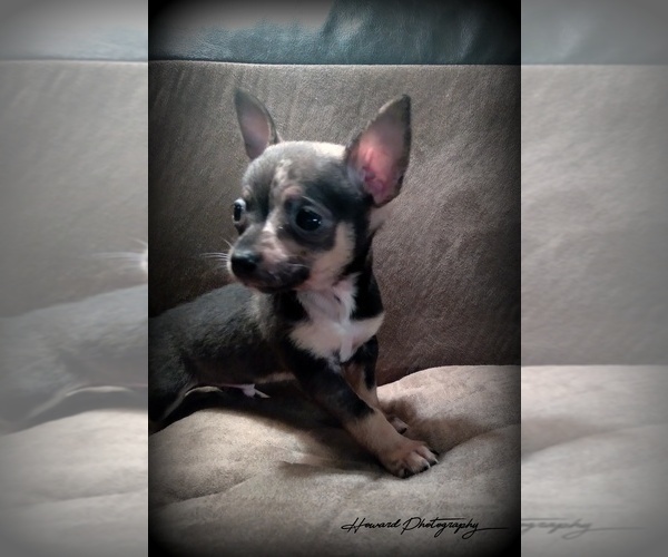 Medium Photo #1 Chihuahua Puppy For Sale in WILLAMINA, OR, USA