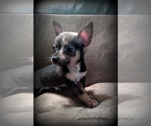 Chihuahua Puppy for sale in WILLAMINA, OR, USA