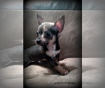 Small Photo #1 Chihuahua Puppy For Sale in WILLAMINA, OR, USA
