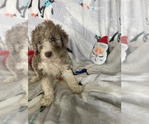 Aussiedoodle Puppy for sale in BROOKSVILLE, FL, USA