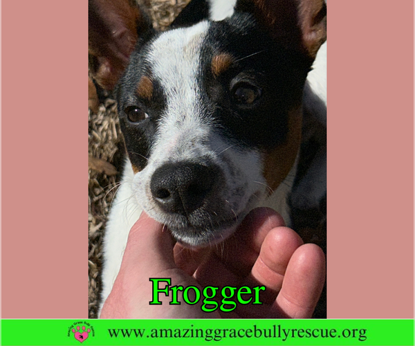 Medium Photo #5 Jack Russell Terrier-Unknown Mix Puppy For Sale in Milton, FL, USA