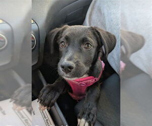 Labrador Retriever Dogs for adoption in San Bernardino, CA, USA