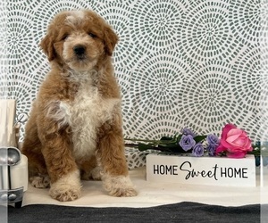 Goldendoodle (Miniature) Puppy for sale in DORNSIFE, PA, USA