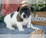 Puppy Brooke Jack Russell Terrier