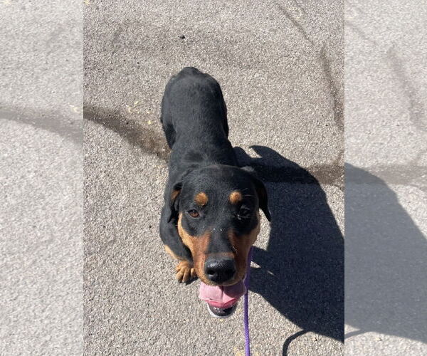 Medium Photo #3  Puppy For Sale in , 