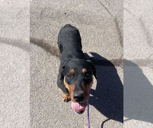 Rottweiler-Unknown Mix Dogs for adoption in Las Vegas, NM, USA
