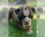 Small Photo #8 Bulldog Puppy For Sale in STOCKBRIDGE, GA, USA