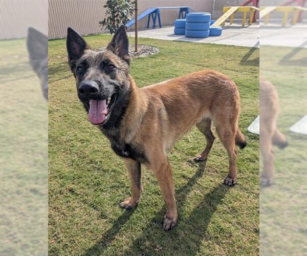 Medium Photo #2 Mutt Puppy For Sale in Redlands, CA, USA