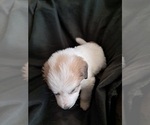 Small Photo #9 Great Pyrenees Puppy For Sale in BANCROFT, WI, USA