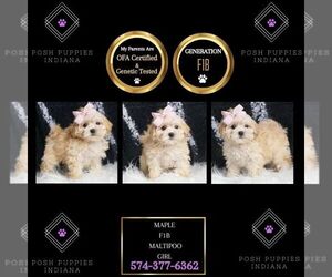 Maltipoo Puppy for sale in WARSAW, IN, USA